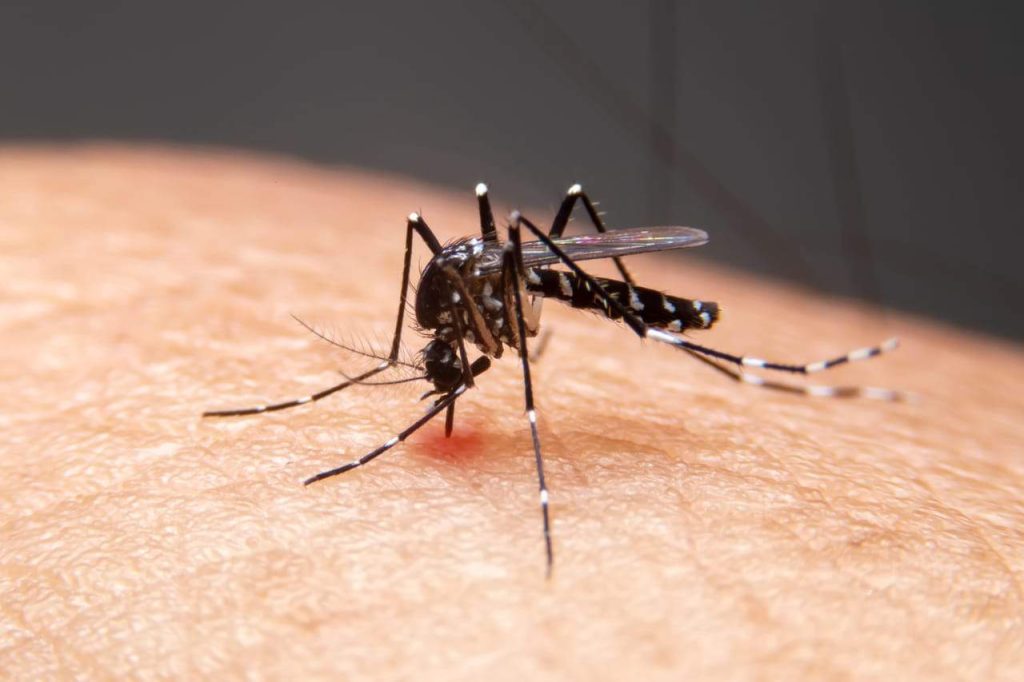 dengue