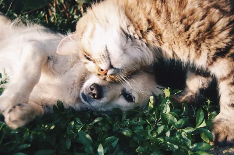 Dia de Adoção de Cães e Gatos no Parque Vitória Régia em Bauru