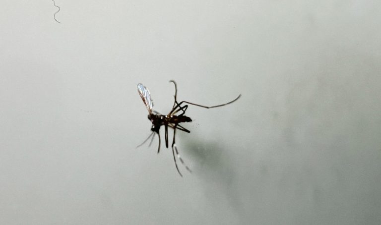 Dengue em Botucatu: Números Preocupantes e Medidas Urgentes em Andamento