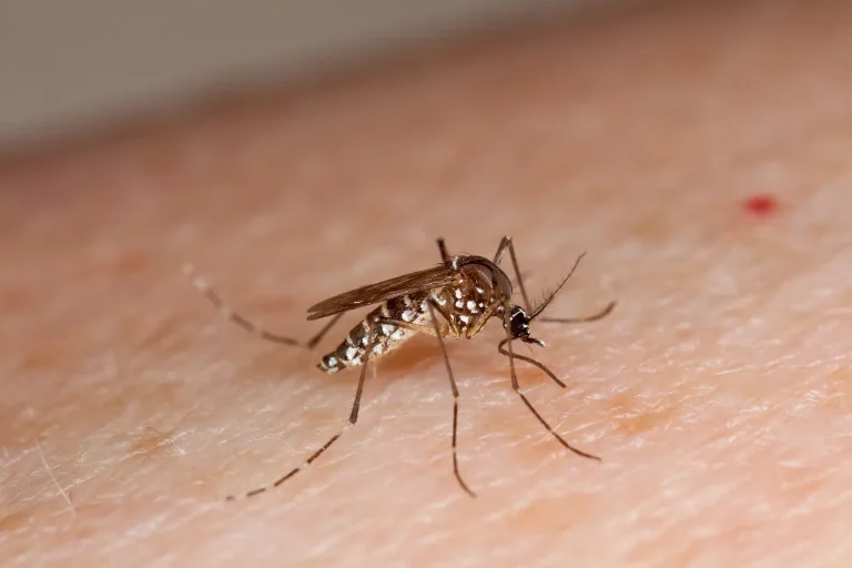 1 mil casos de dengue em menos de 2 meses em Bauru 1 mil casos de dengue em menos de 2 meses em Bauru
