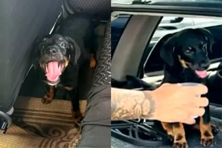 Cão deixado em carro sob sol forte leva tutor à prisão em Botucatu Cão deixado em carro sob sol forte leva tutor à prisão em Botucatu
