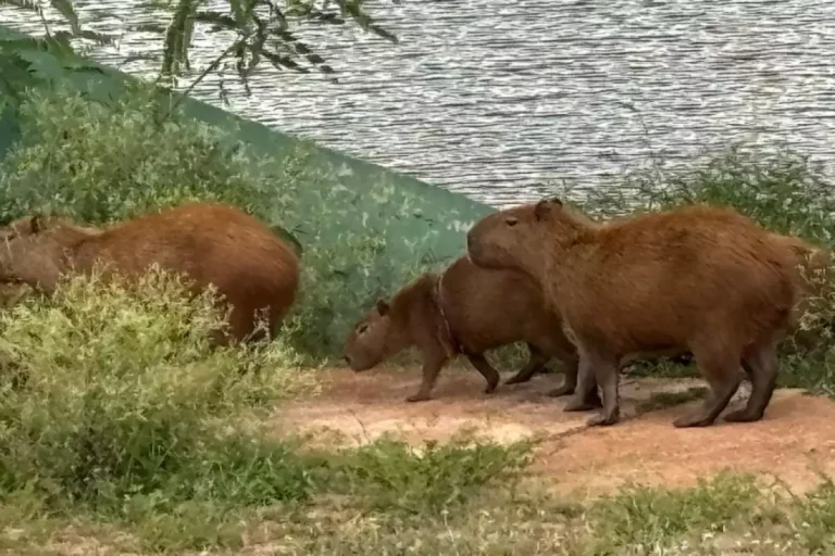 Força-tarefa tenta resgatar capivara com armadilha no corpo no Lago do Silvério em Jaú