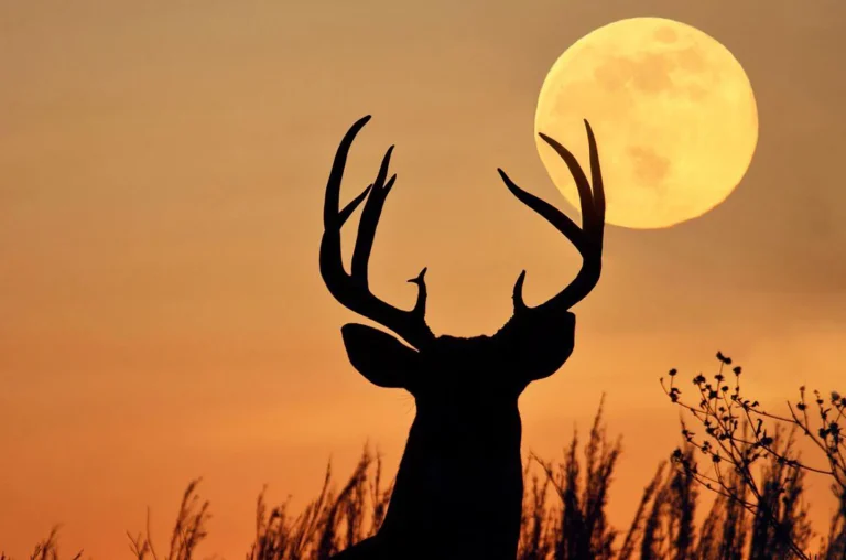 Lua do Veado: Superlua de Julho encanta céu com brilho e tamanho impressionantes
